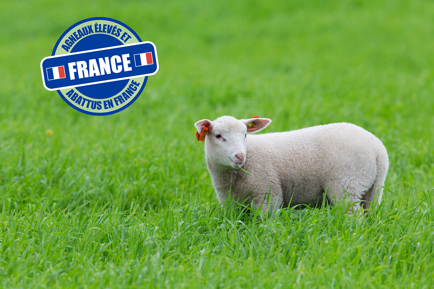 agneau debout herbe france | Pro-Inter Groupe Centerkam